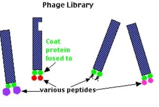 Constrained Peptide Library Construction